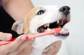 What Are the Best Products for Dog Dental Care?